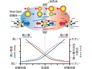 早大、細胞分裂時の染色体輸送分子モータ「Xkid」の運動の直接観察に成功