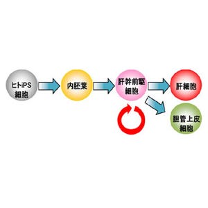 NIBIO、ヒトiPS細胞由来肝幹前駆細胞の大量増幅技術を開発