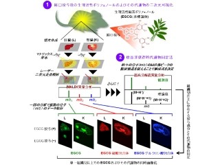 九大など、緑茶カテキンの体内分布などを視覚的に確認できる装置を開発