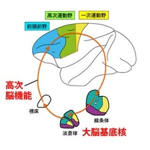自分が何をしようとしているのかを忘れないための脳の仕組み -東京都医学研