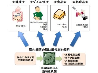 腸内細菌の脂肪酸代謝が宿主の脂肪酸組成に影響を与える - 京大など