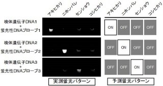 JAIST、超高速かつ簡便な遺伝子診断法を開発