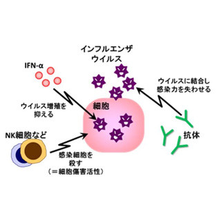 乳酸菌「ラブレ菌」にインフルエンザウイルスに対する防御効果 - カゴメ