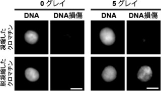 クロマチンの凝集は放射線からDNAを守るための仕組み - 阪大などが発見