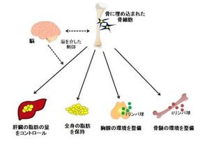 骨細胞が全身の健康に大きな影響を与えることが判明 - 神戸大学など