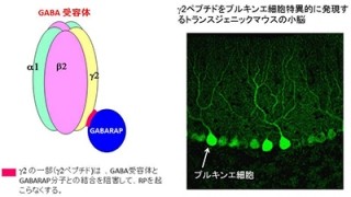 運動学習には小脳の抑制性シナプスでの「シナプス可塑性」が重要 - 京大