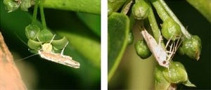 京大、数mmの昆虫が植物の花の匂いが性で異なる「性的二型」を引き起こす