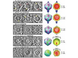 NIPSなど、位相電子顕微鏡でウイルスの立体構造形成の様子を克明に解明