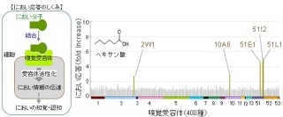 体臭成分の1種「ヘキサン酸」を選択的に消臭できる可能性 - 花王