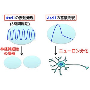 京大、光で神経幹細胞の自己複製とニューロン分化誘導を制御する技術を開発