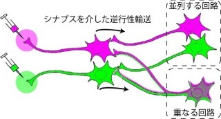 海馬の前部と後部ではそれぞれ独立した入力回路を持つ - 東北大