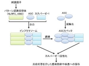 京大、自然免疫で重要なインフラマソーム内の「ASC」の活性化機構を解明