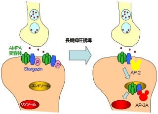 慶応大、記憶や学習といった脳機能の基盤となるメカニズムを解明