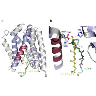 京大、がんを引き起こすプロセスの鍵となる膜タンパク質の構造を解明