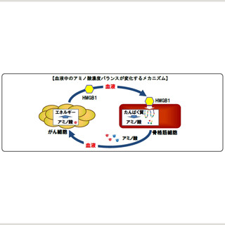 味の素、がんによる血液中のアミノ酸濃度バランスの変化の仕組みを解明