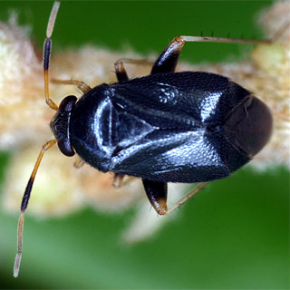 東京・駒場で新種のカメムシ「エドクロツヤチビカスミカメ」を発見 - 東大