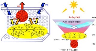 東工大など、植物と同じ2段階で光を効率よく捕集する分子システムを開発