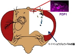 オスの概日リズムを決めるのはメス? - 岡山大がハエを使って究明