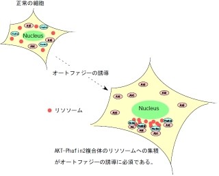 北大、オートファジーを誘導するのに必須の仕組みを解明