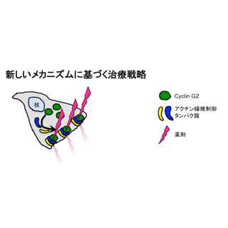 岡山大、悪性脳腫瘍が脳内に拡がるメカニズムを解明 - 新規治療戦略に期待