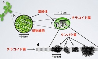 理研など、葉緑体の内部を生きたまま観察できる技術を開発