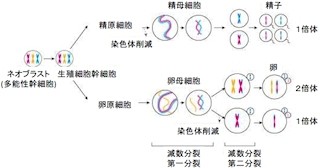 慶応大、これまで否定されていた3倍体プラナリアの有性生殖を確認