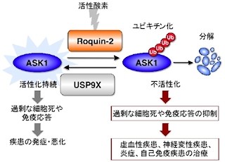 東大、シグナル伝達分子ASK1の分解を促進するタンパク質「Roquin-2」を発見