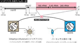 JAMSTEC、他系統から水平伝播でrRNAを2つも持つに至った真核生物を発見