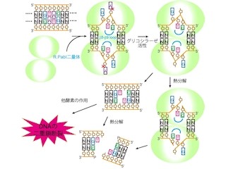 東大、従来にない新規の制限酵素「DNAグリコシラーゼ活性酵素」を発見