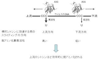 A3Gタンパク質はエイズウイルスを効率的に破壊できる - 京大などが解明