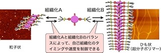 NIMS、「自己組織化」を制御して超分子ポリマーの長さを自在に調節