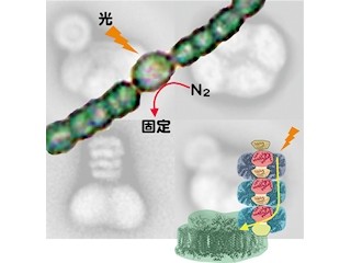 東大など、光合成に関わるこれまで知られていなかったメカニズムを発見