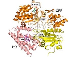 久留米大など、ヘム鉄代謝の鍵を握る伝達物質の立体構造の解明に成功