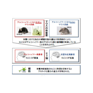 阪大、アルツハイマー病の原因「Aβタンパク」の蓄積を制御する遺伝子を発見