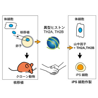 遺伝子発現タンパク質の添加でiPS細胞の作製効率は20倍向上される - 理研