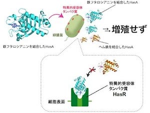 名大など、「緑膿菌」に対する新しい作用機構の人工タンパク質を開発