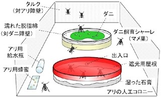 害虫「カンザワハダニ」は攻撃法の異なる2種類の捕食者で退治可能 - 京大