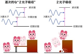 理研など、X線光子が1原子に2個同時に吸収される「2光子吸収」過程を観測