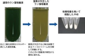 理研、通常の3倍のバイオプラスチックを増産する遺伝子改変ラン藻を開発