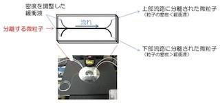 産総研、微粒子を密度差により簡便に分別できるマイクロ流体デバイスを開発