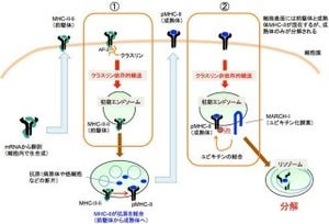 岡山大、抗原提示の「主要組織適合抗原クラスII」が分解される仕組みを解明