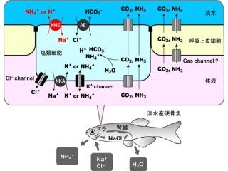 東工大など 淡水硬骨魚のえらで働く Na Nh4 交換輸送体 の実体を解明 Tech テックプラス