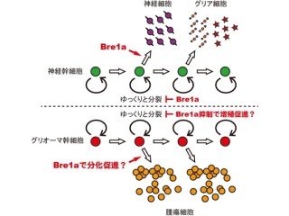 エピゲノム修飾因子「Bre1a」が神経幹細胞の増殖と分化を制御 - NIPSなど