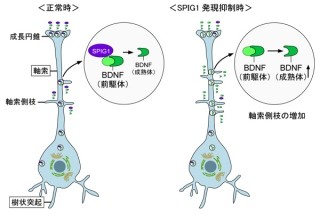 NIBB、「脳由来神経栄養因子」のプロセシングの仕組みの一部を解明