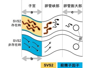 子宮内は精子に危険な環境であることとそれを突破する仕組み - NCCHDなど