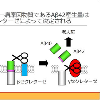 東大、アルツハイマー病の発症を予防できる因子「CALM」の機能を解明