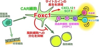 京大など、「造血ニッチ細胞」の形成のカギとなる転写因子を発見