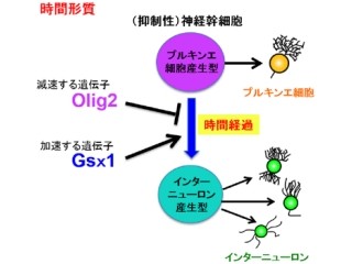 神経幹細胞の神経細胞の生み分けには空間に加え時間の形質が必要 - NCNP