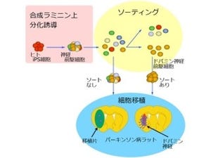 京大など、ヒトiPS細胞由来「ドーパミン神経前駆細胞」の製造方法を開発