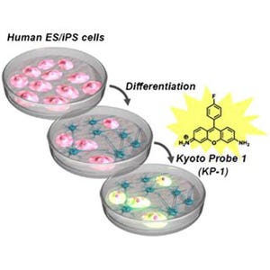 京大、ヒト多能性幹細胞を光らせることができる蛍光化合物を発見